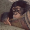 Macaquinhos  10