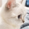 Gatitos Y Randoms  11
