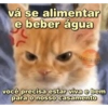 Memes de gatinhos 11