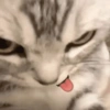 Gatitos. | @ocenferios  Haki. 6