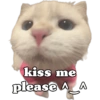 KUCING LUCU 13