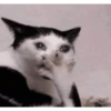 Cat meme / kucing  5