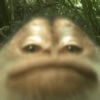 Macaquinhos  8
