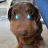 Mix perritos sin palabras  6