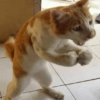 Meme kucing / cat 12
