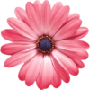 Pink flower  8