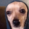 Perritos 9