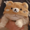 Kucing Lucu 14