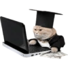 Kucing lucu cat cute 15