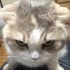 🌈🐈‍⬛✨️Gatos Funny Mood✨️🐈‍⬛🌈 13