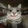 Random Cat's 🐈🐈‍⬛ 5