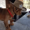 Mix perritos sin palabras  25