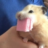 🌈🐹✨️Hamster Funny Mood✨️🐹🌈 10