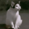 Meme kucing / cat 10