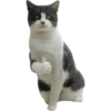Kucing lucu cat cute 16