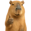 Capybara 🌻 11