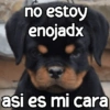 Perritos enojados 😡 🐶 10