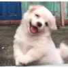 Perritos para reaccionar 🤭🐶💯 14