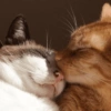 Stickers Gatitos enamorados😻 9