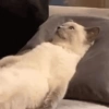 Gatitos cura Depresión😸😽 12