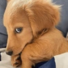 Reações cachorros 12