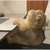 Qual seu humor hoje? 7