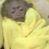 Macaco 9