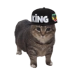 Akmal Cat oiia 5