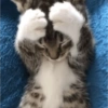 😽 GATITOS PA' REACCIONAR 😽 12