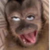 Monkey Open Mouth