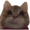 KUCING LUCU 12