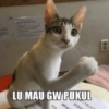Kucing sigma 12