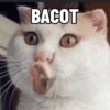 Cat Meme 5