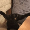 Gatos memes 15