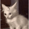 Cat meme 🐱 12