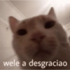 Gatitos Memes😺✨💕10 12