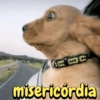 Reações cachorros 14
