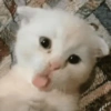 GATOS SENDO MEMES 😹 6