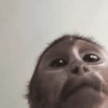MACAQUINHO FOFO ❤️ 11