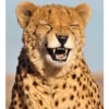 GRRRR ANIMALES 🫣 19