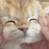 KUCING LUCU 9