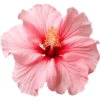 Pink flower  6