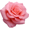 Pink flower  12