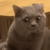Meme kucing / cat 6