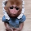 Macacos. | @ocenferios  Haki. 10