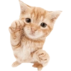 Animals 14