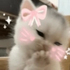 🤗💞 Gatos Tiernos 💞🤗 18