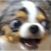 Reações cachorros 13