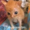 Michis Reacciones 2🐱✨ 7
