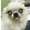 Memes cachorro  10